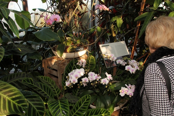 Phalaenopsis   033.jpg